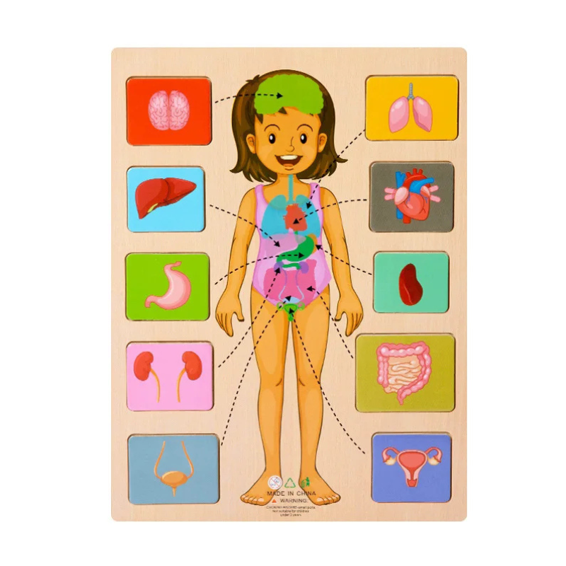 KörperPuzzle
