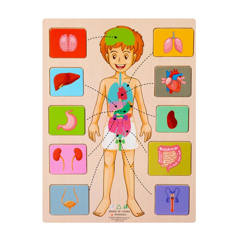 KörperPuzzle